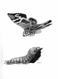 Carles Ganya "Mothra" Diptych