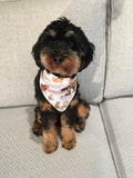 Scott C. "Pet Bandana"