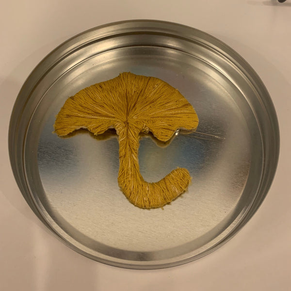 Evan Matchett-Wong "Dalgona Cookie"